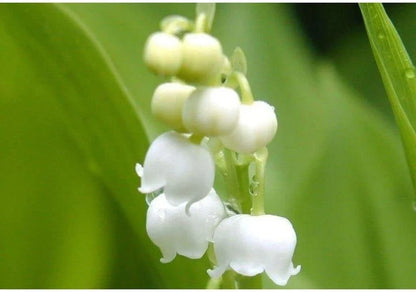 Heirloom Bell Orchid Flower seeds for Planting Fragrant Blossoms Heirloom & GMO Free Seeds for Home Garden