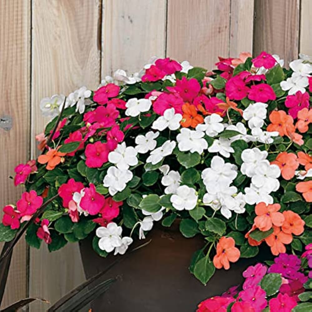 Ornamental Flower seeds for Planting Cut Flower Favorite Heirloom & GMO Free Seeds for Home Garden