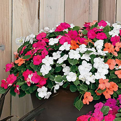 Ornamental Flower seeds for Planting Cut Flower Favorite Heirloom & GMO Free Seeds for Home Garden