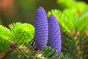 Purple Abies Koreana Flower seeds for Planting Sun Loving, Heirloom & GMO Free Seeds for Home Garden seeds for planting
