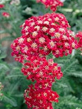 Red Yarrow Flower seeds for Planting Cottage Garden Essential, Heirloom & GMO Free Seeds for Home Garden seeds for planting