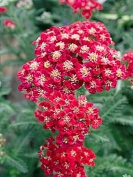 Red Yarrow Flower seeds for Planting Cottage Garden Essential, Heirloom & GMO Free Seeds for Home Garden seeds for planting