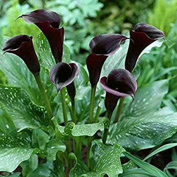 Black Calla Flower seeds for Planting Pollinator Friendly, Heirloom & GMO Free Seeds for Home Garden seeds for planting