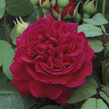 Dark Red Climbing Rose Flower seeds for Planting Shade Tolerant, Heirloom & GMO Free Seeds for Home Garden vegetable and garden seeds