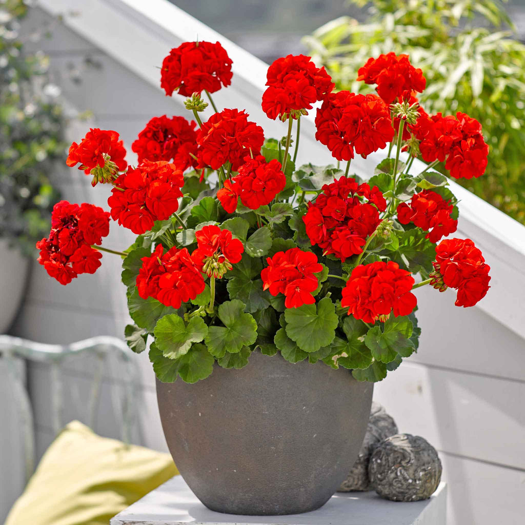 Premium Geranium Flower seeds for Planting Fragrant Blossoms, Heirloom & GMO Free Seeds for Home Garden seeds