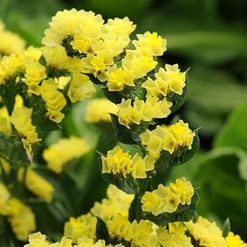Heirloom Limonium Flower seeds for Planting Seasonal Bloomer Heirloom & GMO Free Seeds for Home Garden 
 
 Sale for planting in home garden