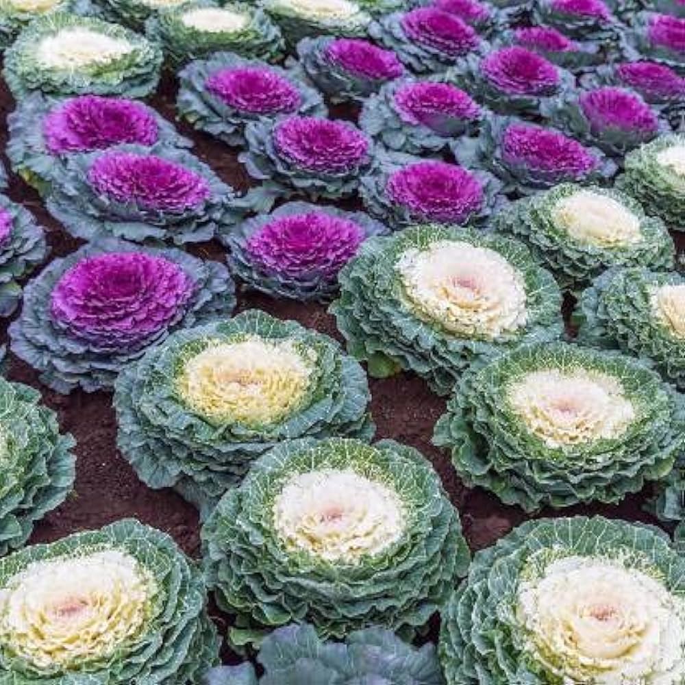 Kales Brassica Flower seeds for Planting Easy to Grow Heirloom & GMO Free Seeds for Home Garden