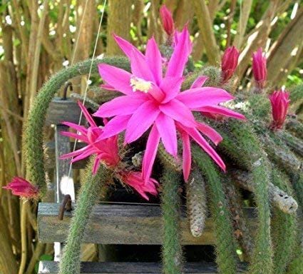 Premium Aporocactus Flower seeds for Planting Pollinator Friendly Heirloom & GMO Free Seeds for Home Garden seeds