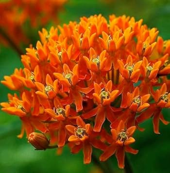 Asclepias Flower seeds for Planting Drought Tolerant Heirloom & GMO Free Seeds for Home Garden 
 
 Sale for planting in home garden