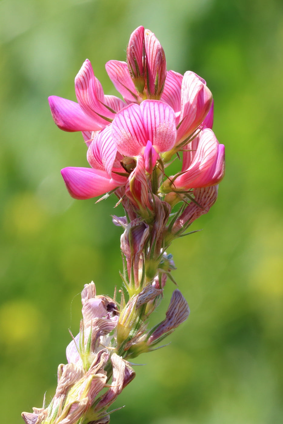 Onobrychis Viciifolia Flower seeds for Planting Sun Loving Heirloom & GMO Free Seeds for Home Garden