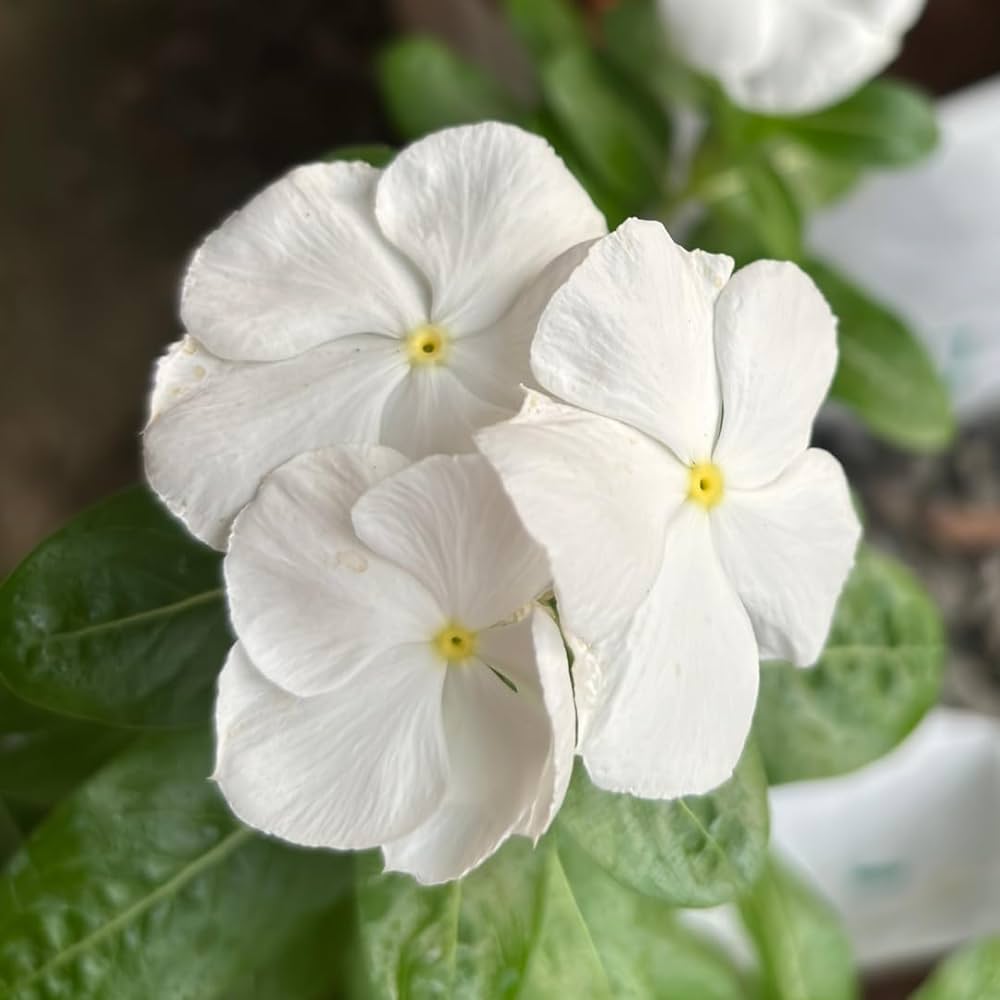 White Vinca Flower seeds for Planting Long Bloom Season, Heirloom & GMO Free Seeds for Home Garden seeds for planting