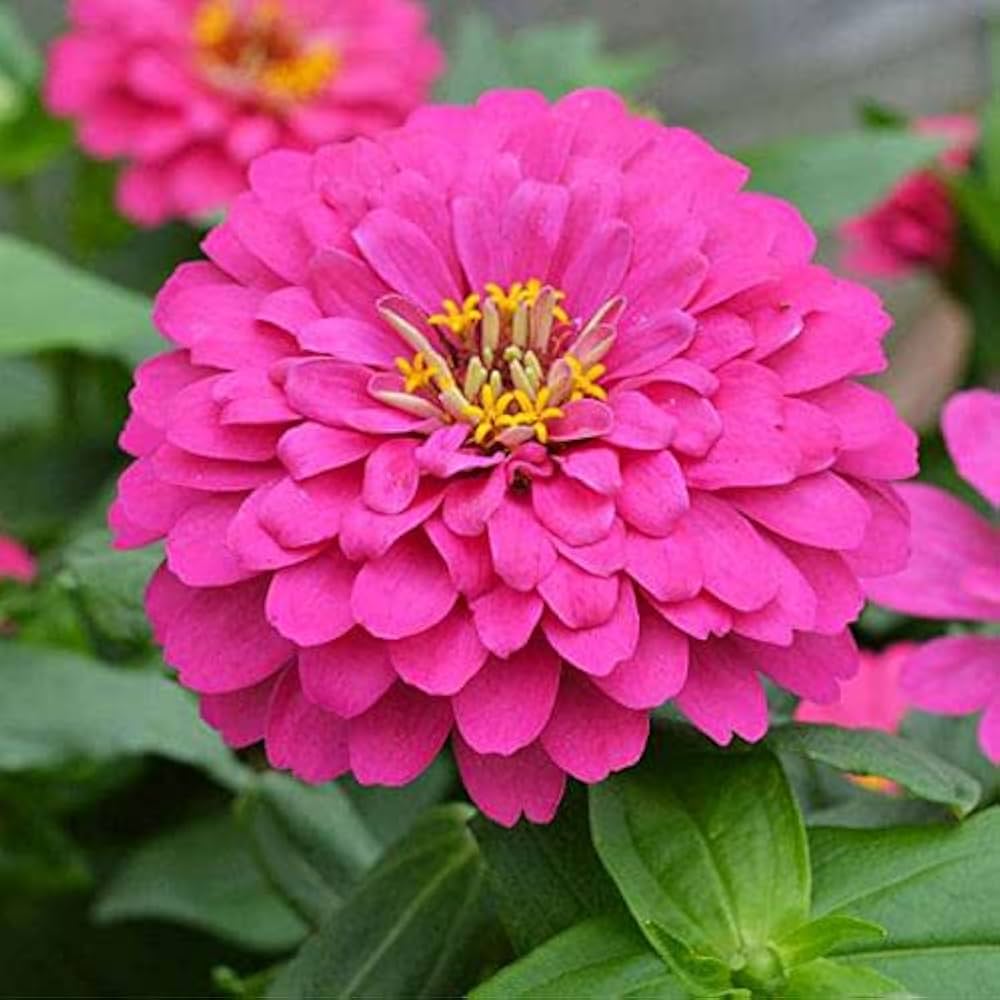 Premium Deep Pink Zinnia Elegans Flower seeds for Planting Wildflower Mix, Heirloom & GMO Free Seeds for Home Garden seeds