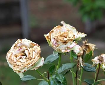 White and Brown Rose Flower seeds for Planting Shade Tolerant, Heirloom & GMO Free Seeds for Home Garden seeds for planting