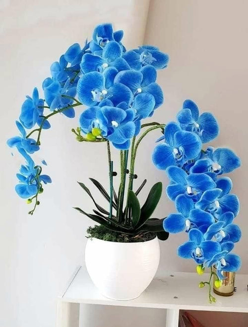 Premium Blue Butterfly Orchid Flower seeds for Planting Long Bloom Season, Heirloom & GMO Free Seeds for Home Garden seeds