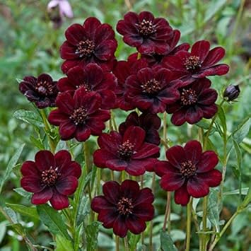 Cosmos Flower seeds for Planting - Wildflower Mix, Heirloom & GMO Free Seeds for Home Garden
 
 Sale seeds for home garden