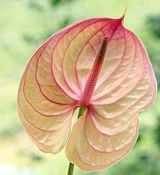 High quality Cream Pink Anthurium Flower seeds for Planting Premium Quality, Heirloom & GMO Free Seeds for Home Garden seeds pack