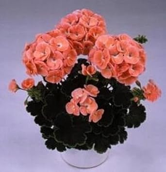 High quality Orange Geranium Zonal Flower seeds for Planting Sun Loving, Heirloom & GMO Free Seeds for Home Garden seeds pack