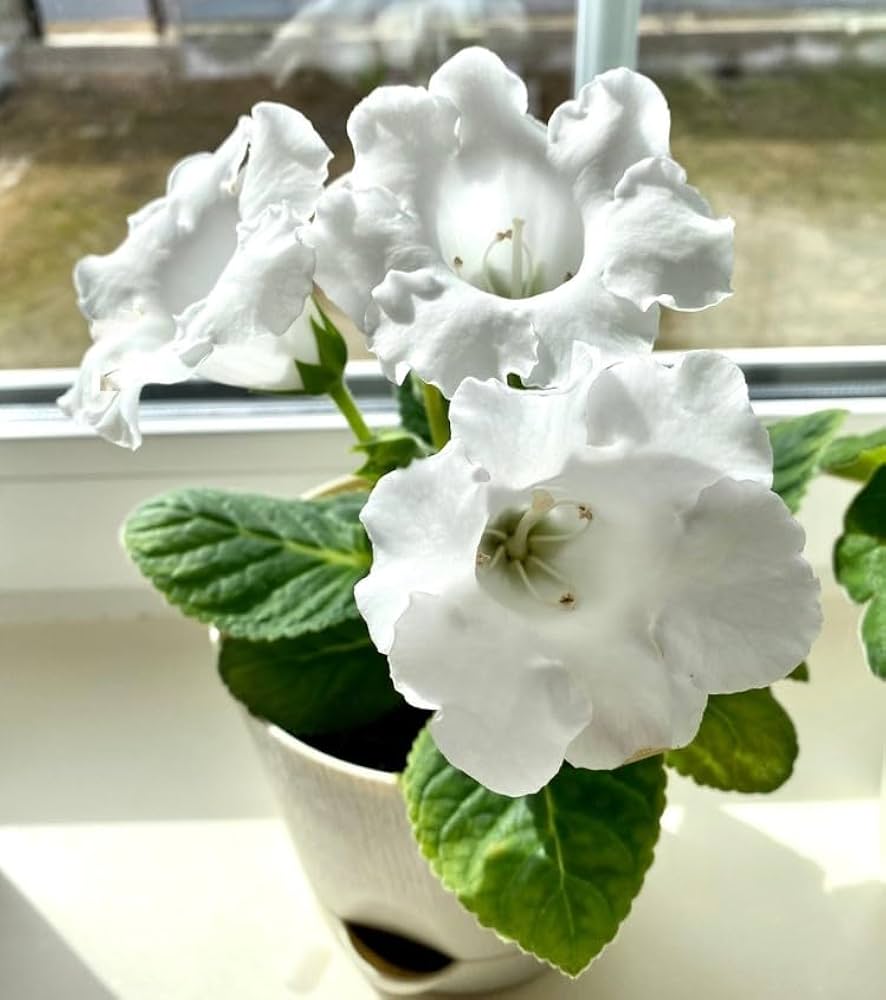 White Gloxinia Flower seeds for Planting Cut Flower Favorite, Heirloom & GMO Free Seeds for Home Garden seeds for planting