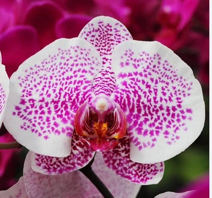 Pink Cymbidium Orchid Flower seeds for Planting Drought Tolerant, Heirloom & GMO Free Seeds for Home Garden vegetable and garden seeds