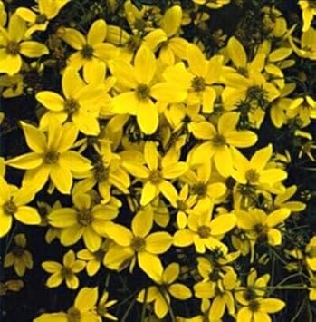 Premium Yellow Bidens Sunshine Flower seeds for Planting Vibrant Colors, Heirloom & GMO Free Seeds for Home Garden seeds