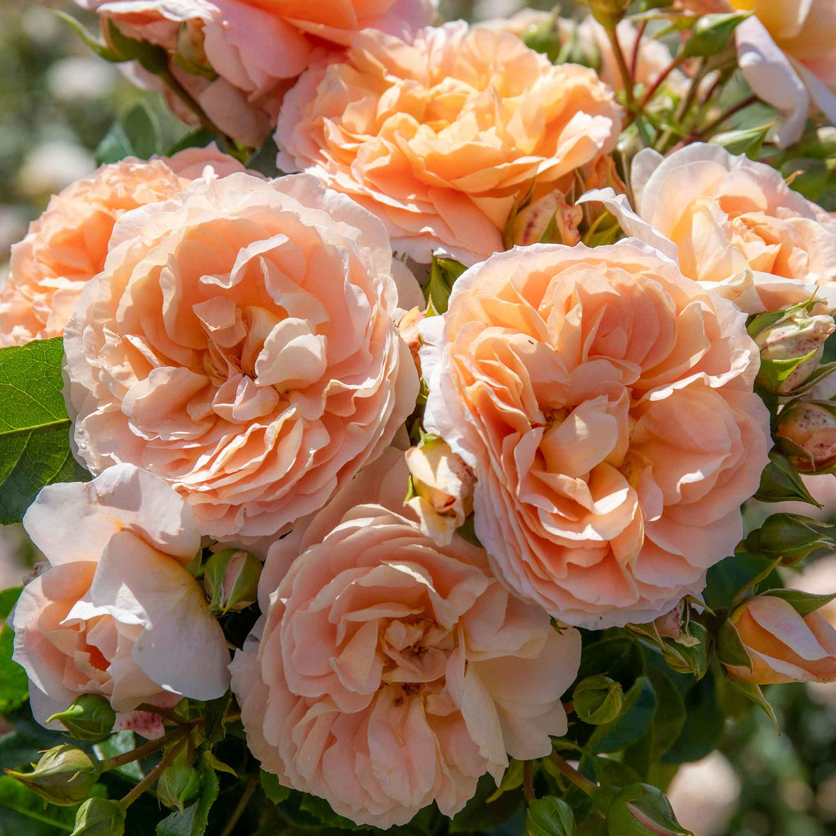 Cream Climbing Rose Flower seeds for Planting Colorful Display Heirloom & GMO Free Seeds for Home Garden