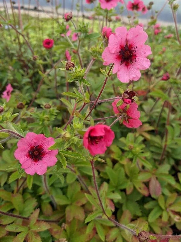 High quality Red Willmott Flower seeds for Planting Premium Quality, Heirloom & GMO Free Seeds for Home Garden seeds pack