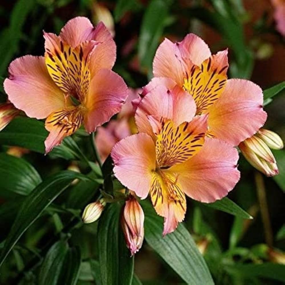 "Alstroemeria Flower seeds for Planting Bright Blooms Heirloom & GMO Free Seeds for Home Garden