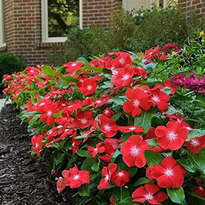 Linda Flower seeds for Planting Sun Loving Heirloom & GMO Free Seeds for Home Garden