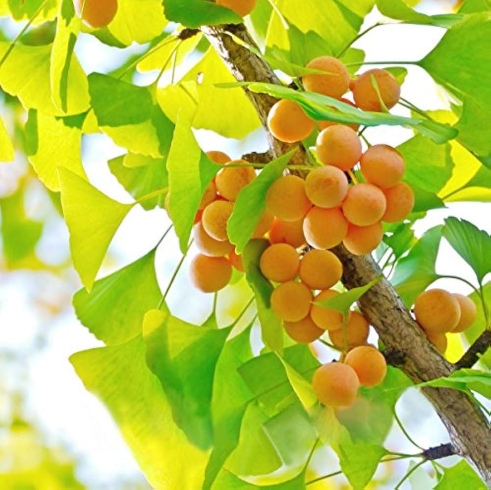 Premium Ginkgo Fruit seeds for Planting Sun Loving, Heirloom & GMO Free Seeds for Home Garden seeds