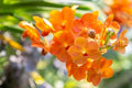 Orange Bell Orchid Seeds Flower seeds for Planting Hardy Variety, Heirloom & GMO Free Seeds for Home Garden seeds for planting