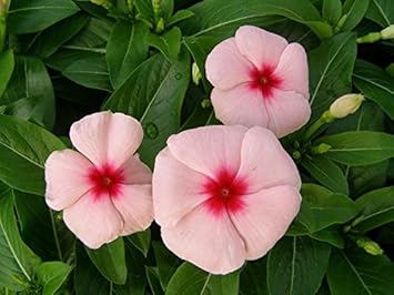 Pink Vinca Flower seeds for Planting Fragrant Blossoms, Heirloom & GMO Free Seeds for Home Garden seeds for planting