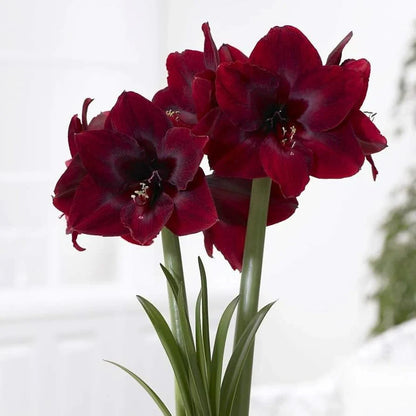 Maroon Amaryllis Flower seeds for Planting Drought Tolerant Heirloom & GMO Free Seeds for Home Garden