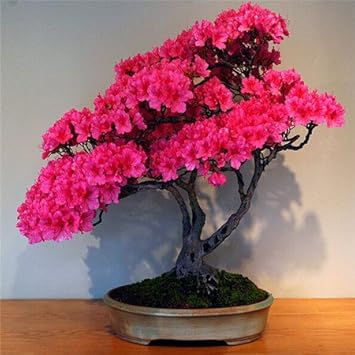 Pink Azalea Perennial Flower seeds for Planting Seasonal Bloomer, Heirloom & GMO Free Seeds for Home Garden vegetable and garden seeds
