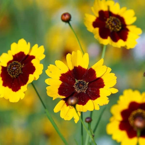 Calliopsis Flower seeds for Planting Fragrant Blossoms, Heirloom & GMO Free Seeds for Home Garden seeds for planting