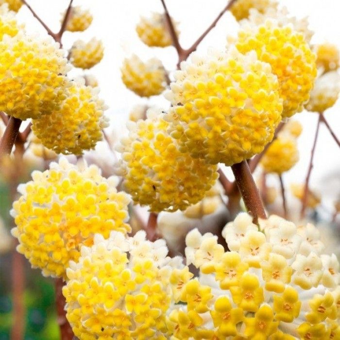 Heirloom Yellow Edgeworthia Flower seeds for Planting Hardy Variety Heirloom & GMO Free Seeds for Home Garden