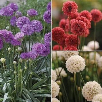 High quality Mixed Joystick Flower seeds for Planting Low Maintenance, Heirloom & GMO Free Seeds for Home Garden seeds pack