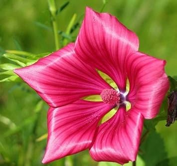 Malope Vulcan Flower Seeds for Planting Heirloom, Non GMO, Long Bloom Season Garden Seeds seeds for planting