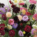 Yellow Scabious Flower seeds for Planting Easy to Grow, Heirloom & GMO Free Seeds for Home Garden seeds for planting