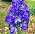 Aconite Flower seeds for Planting Long Bloom Season, Heirloom & GMO Free Seeds for Home Garden seeds for planting