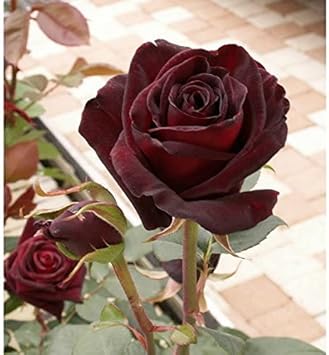 High quality Red Baccara Flower seeds for Planting Seasonal Bloomer, Heirloom & GMO Free Seeds for Home Garden seeds pack