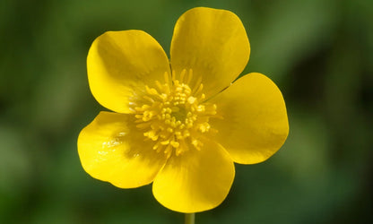 Meadow Buttercup Flower seeds for Planting Shade Tolerant Heirloom & GMO Free Seeds for Home Garden