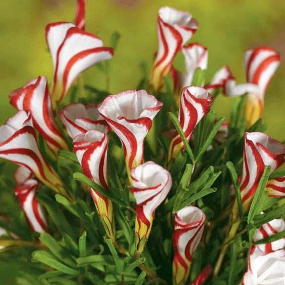 Oxalis Flower seeds for Planting - Fragrant Blossoms, Heirloom & GMO Free Seeds for Home Garden