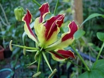 Red Rothschildiana Flower seeds for Planting Perfect for Borders, Heirloom & GMO Free Seeds for Home Garden seeds for planting