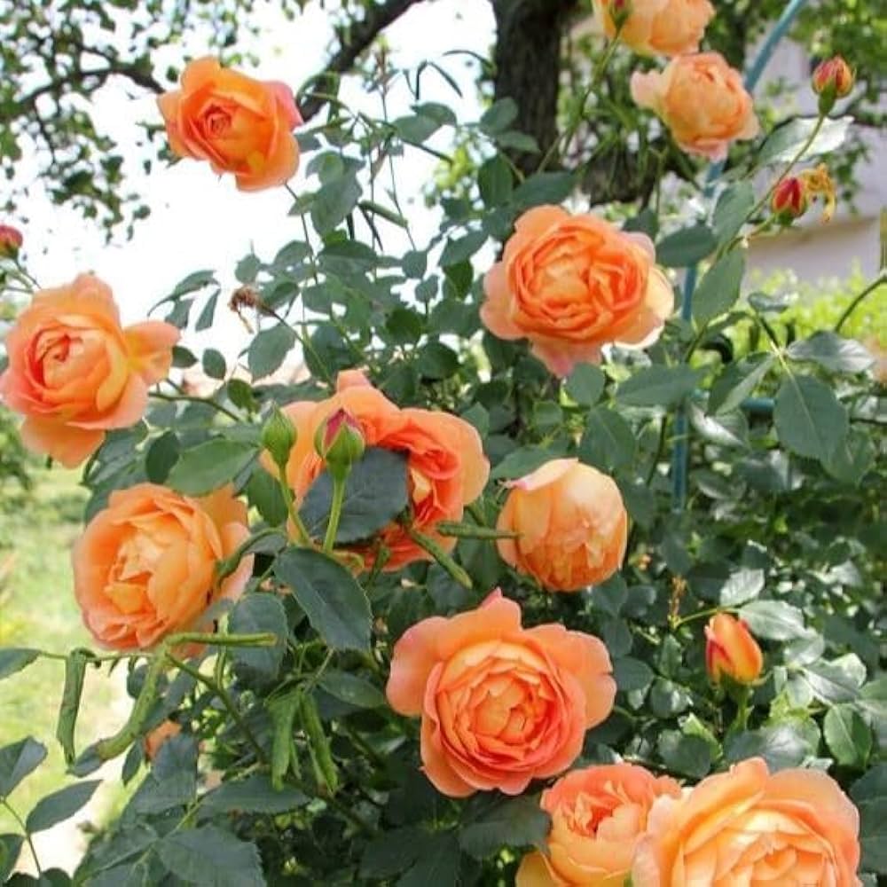 Orange Climbing Geranium Seeds for Planting, Heirloom Non-GMO Flowers for Home Garden