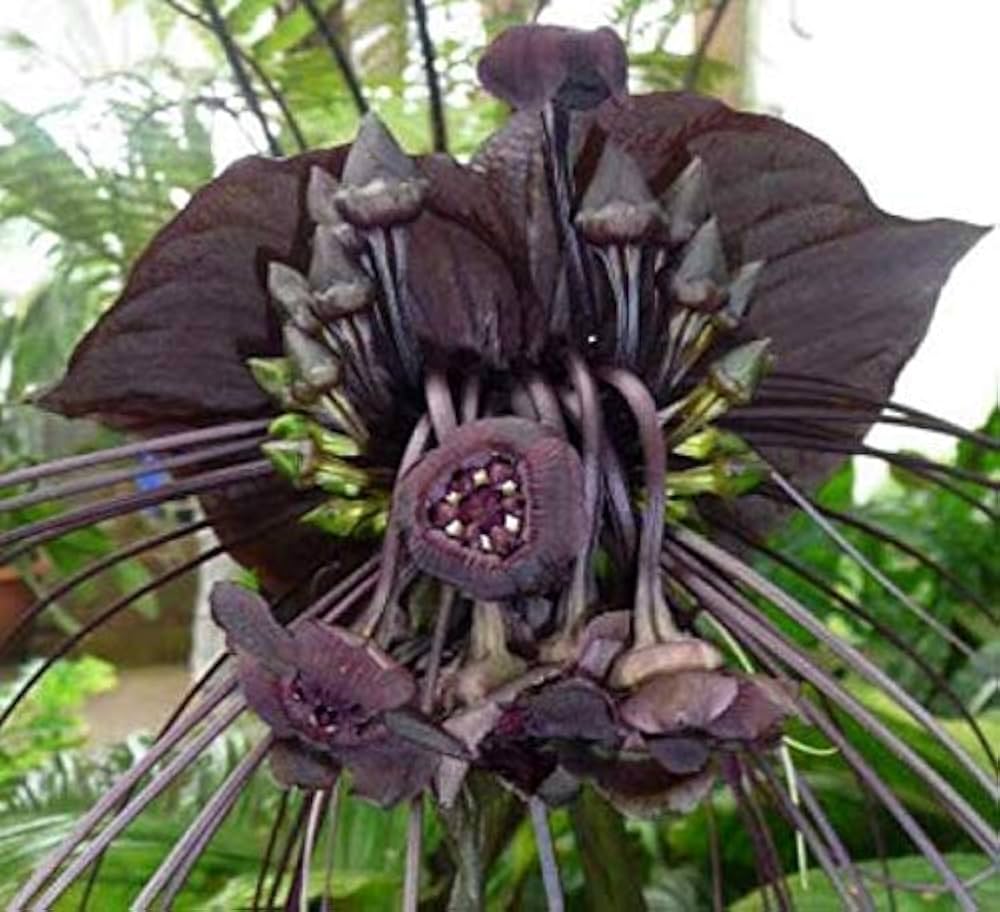 Premium Black Tacca Chantrieri Flower seeds for Planting Premium Quality, Heirloom & GMO Free Seeds for Home Garden seeds