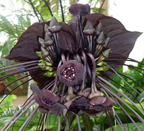 Premium Black Tacca Chantrieri Flower seeds for Planting Premium Quality, Heirloom & GMO Free Seeds for Home Garden seeds