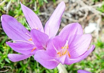 Light Pink Crocus Flower seeds for Planting Premium Quality, Heirloom & GMO Free Seeds for Home Garden seeds for planting