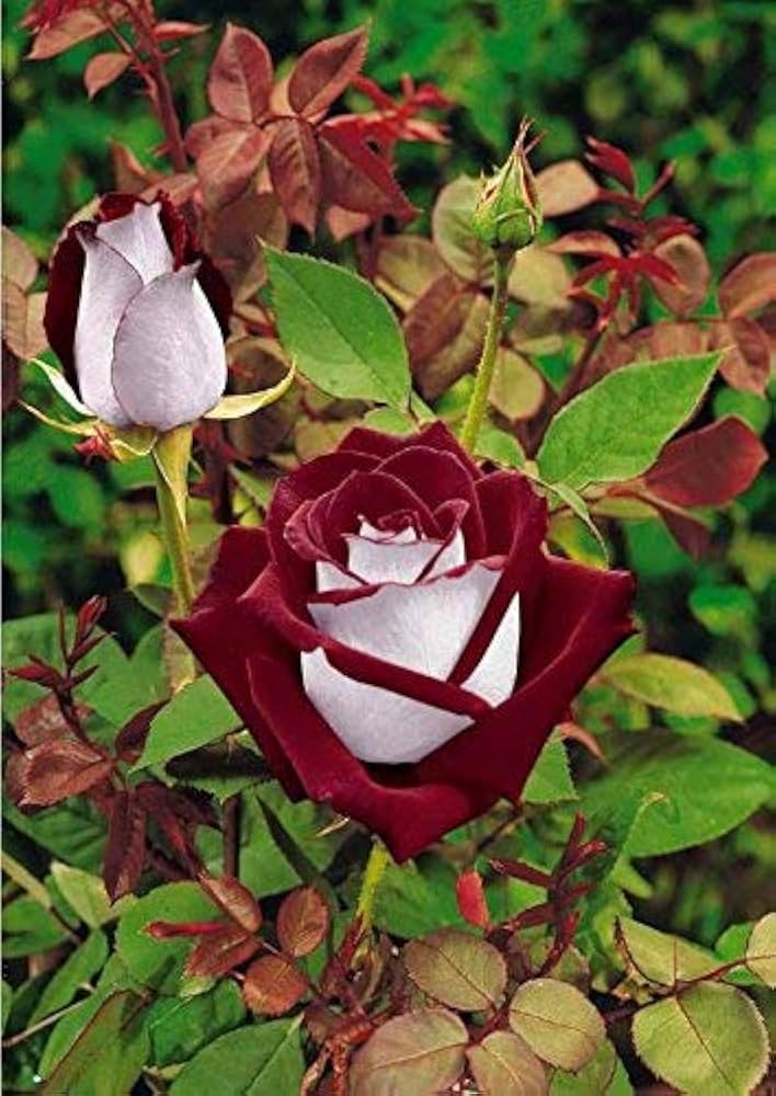 Rare Deep Red and White Osiria Ruby Rose Flower seeds for Planting Shade Tolerant, Heirloom & GMO Free Seeds for Home Garden vegetable and garden seeds
