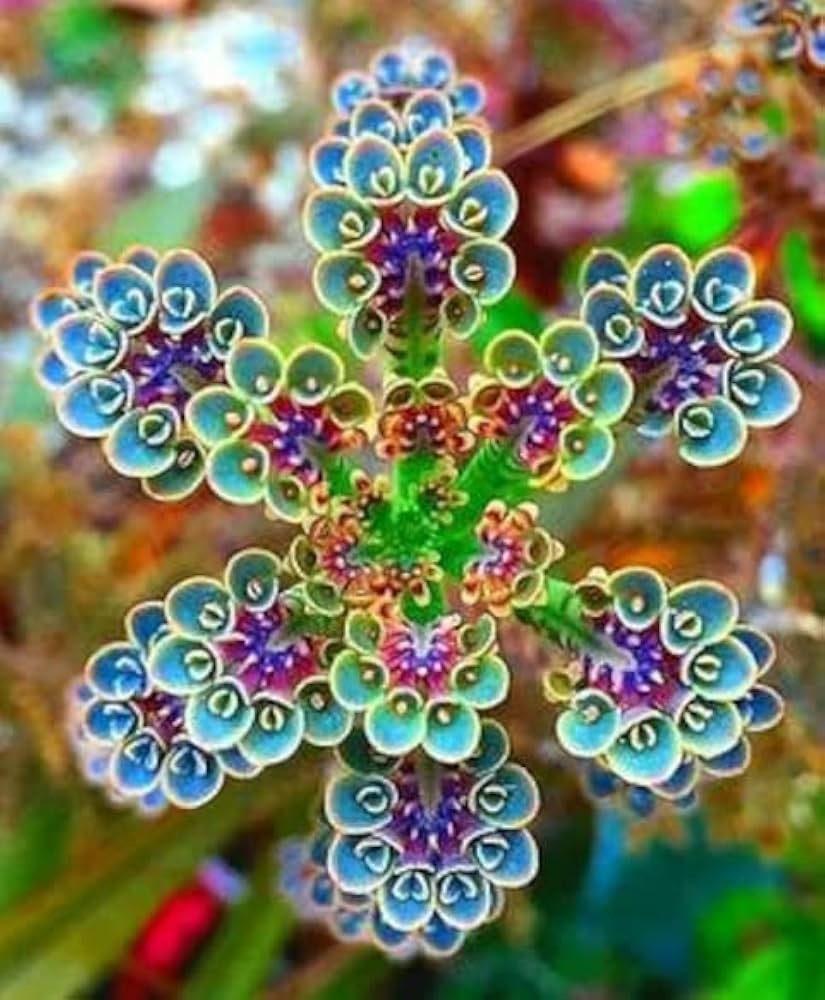Daigremontiana Flower seeds for Planting Premium Quality Heirloom & GMO Free Seeds for Home Garden