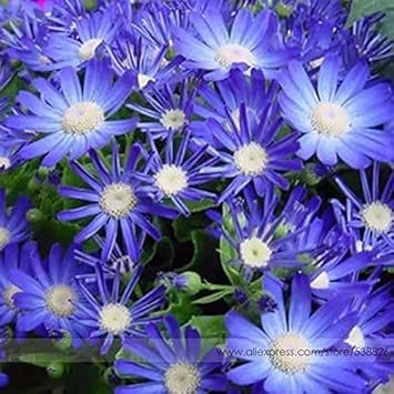 Blue Bellis Perennis Flower seeds for Planting Hardy Variety, Heirloom & GMO Free Seeds for Home Garden seeds for planting